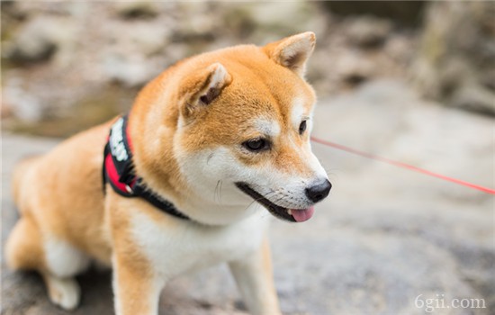 狗狗倒吸气是怎么回事