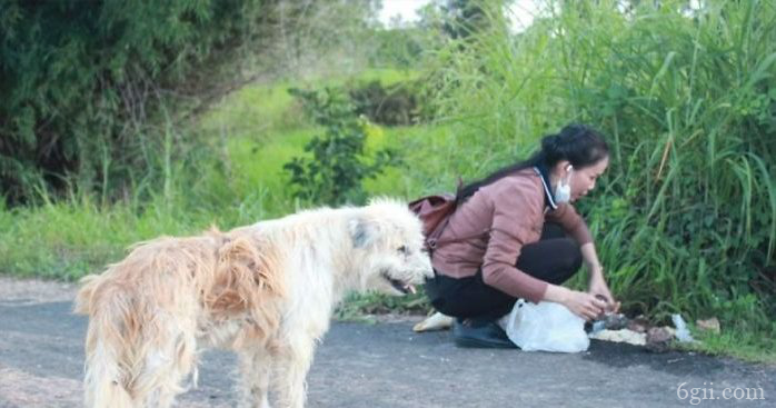 狗在路口等待4年，女子每日送餐，与主人重逢时选择了....