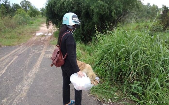 狗在路口等待4年，女子每日送餐，与主人重逢时选择了....