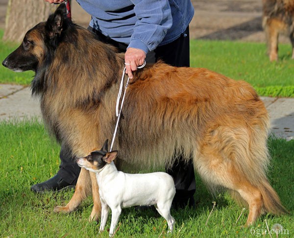 比利时特伏丹犬图片 狗图片 动物图片