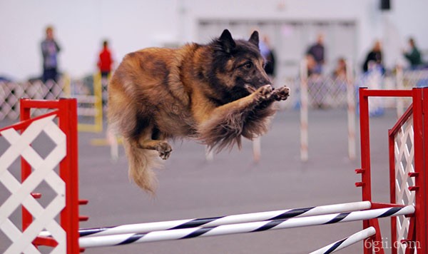 比利时特伏丹犬图片 狗图片 动物图片