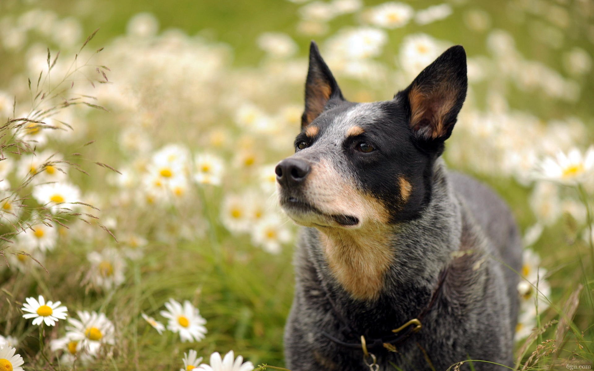 澳洲牧羊犬高清图片合集