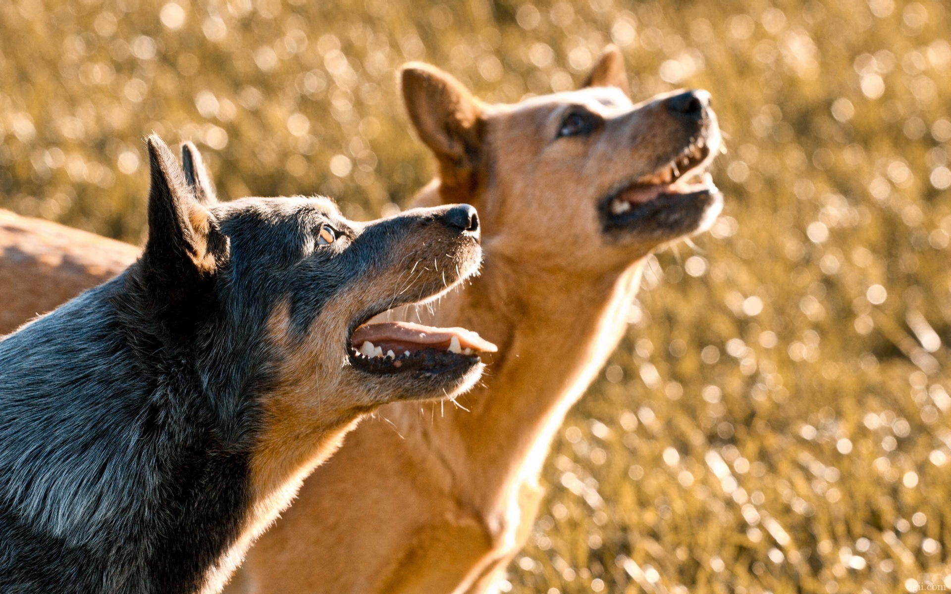 澳洲牧羊犬高清图片合集