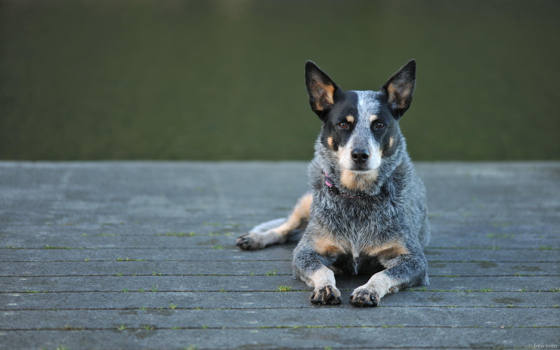 澳洲牧羊犬高清图片合集