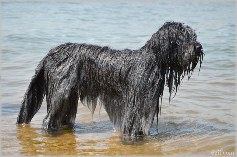 在水中玩耍的牧羊犬图片