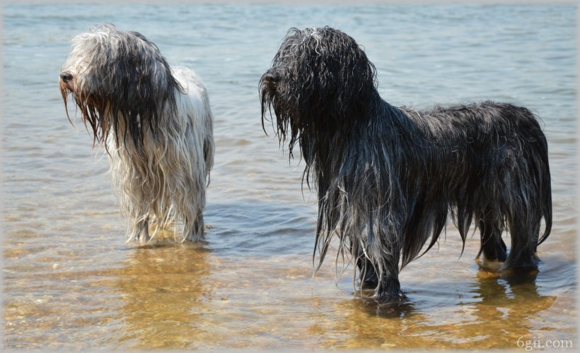 在水中玩耍的牧羊犬图片