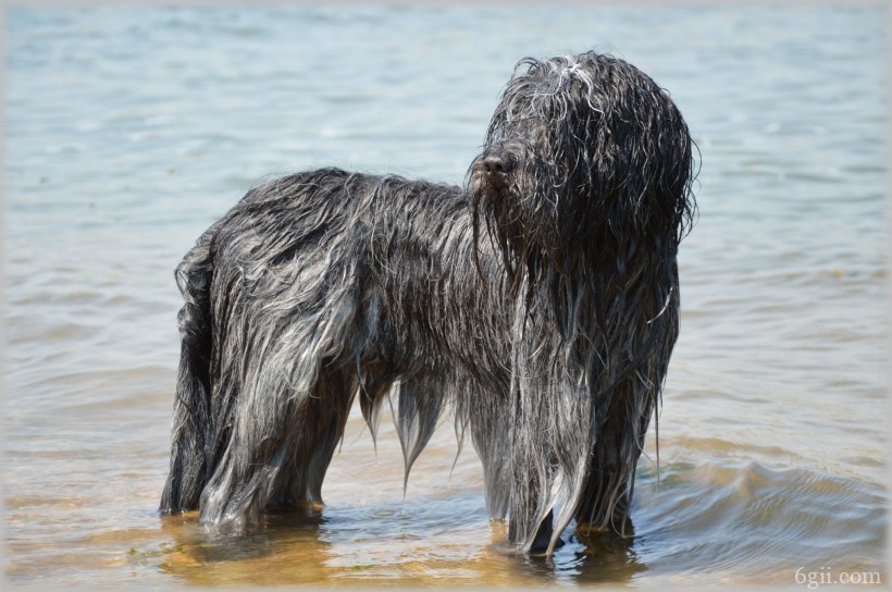 在水中玩耍的牧羊犬图片