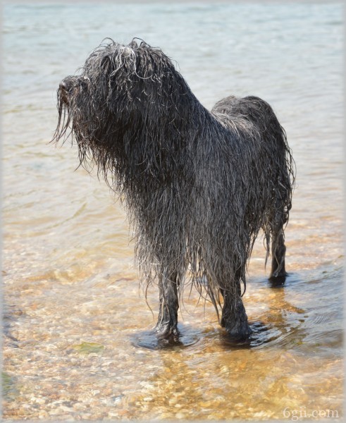 在水中玩耍的牧羊犬图片