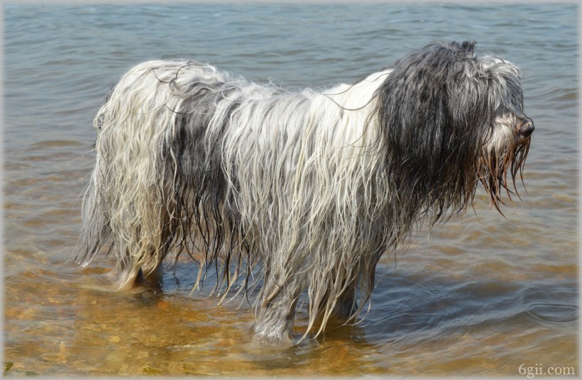 在水中玩耍的牧羊犬图片