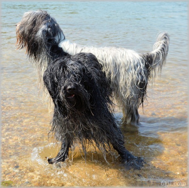 在水中玩耍的牧羊犬图片