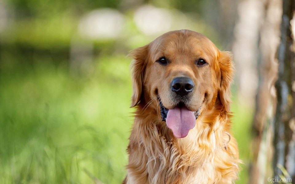 可爱金毛犬高清图片