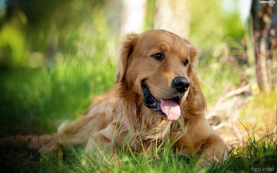 可爱金毛犬高清图片