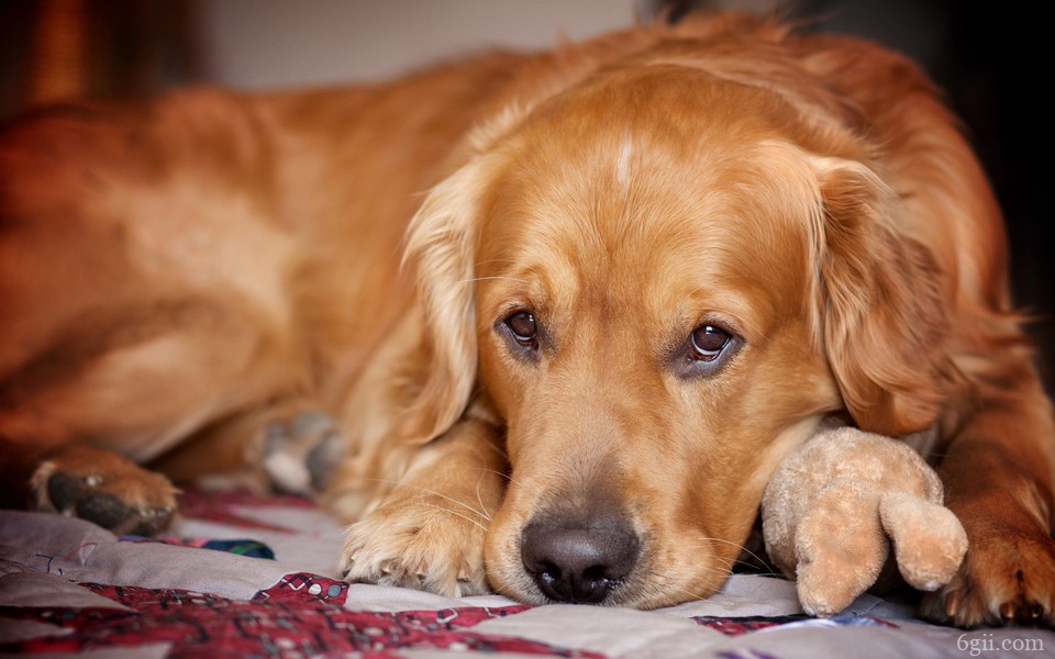 可爱金毛犬高清图片