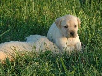 拉布拉多犬小狗