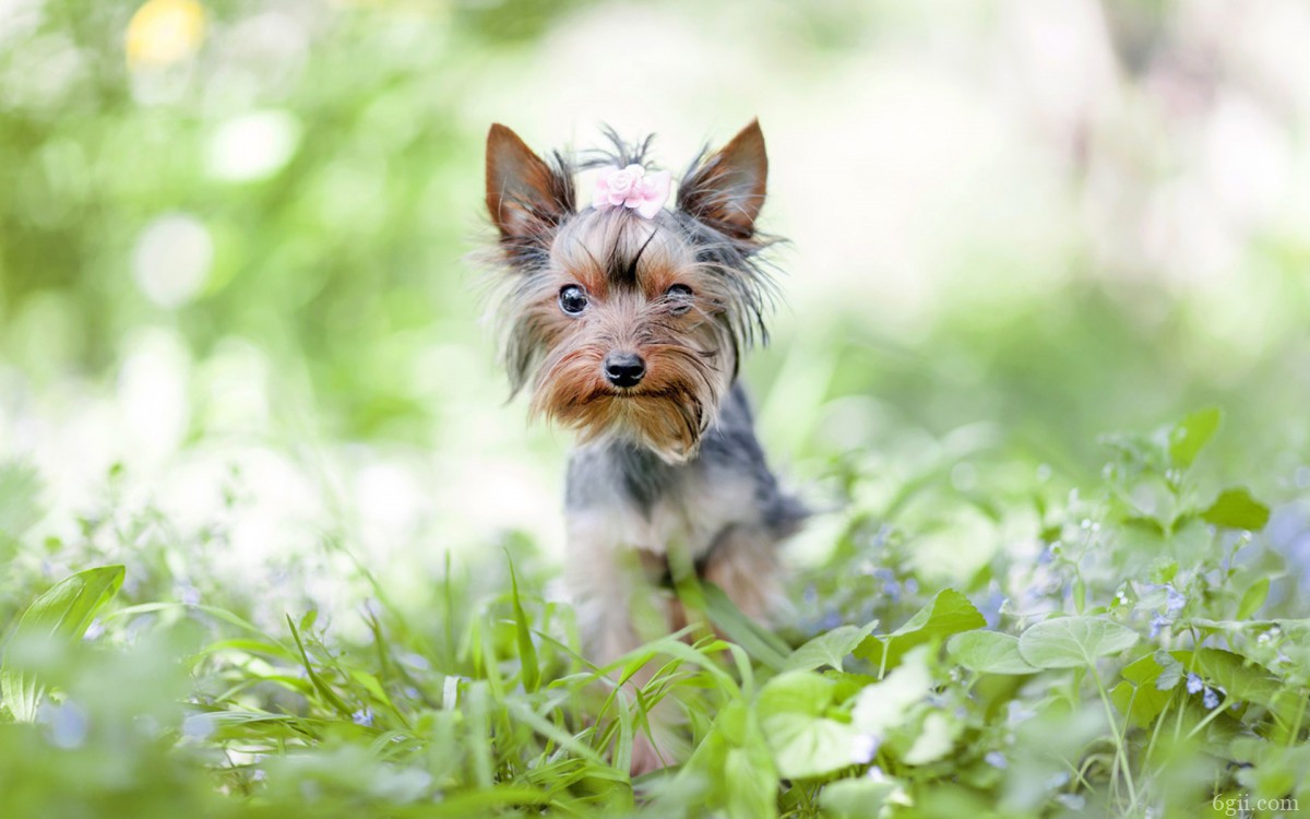 约克夏犬图片壁纸