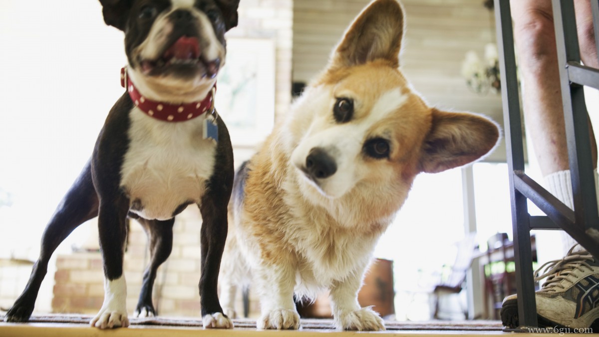 呆萌的柯基犬图片