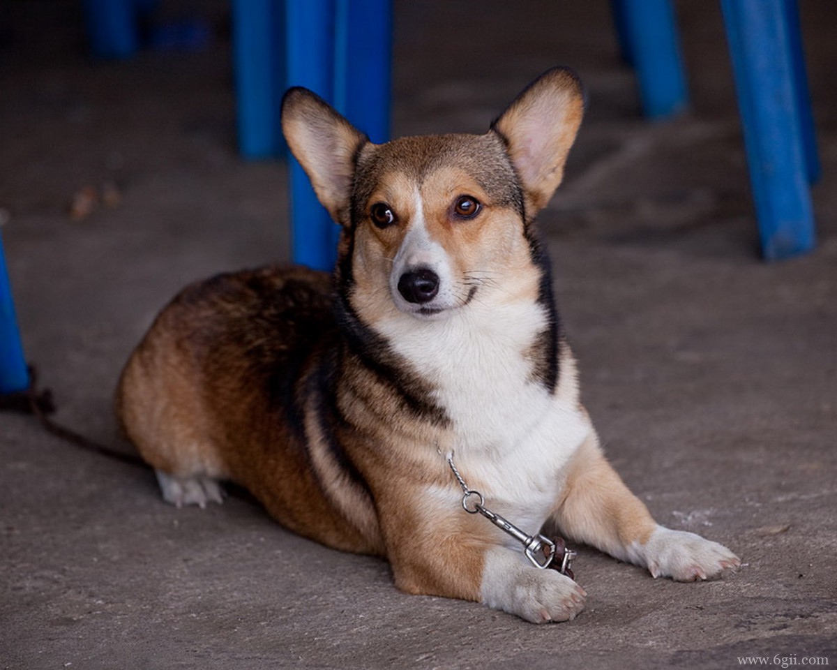 柯基犬