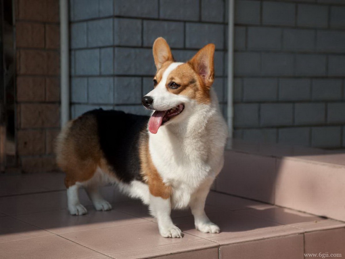 柯基犬