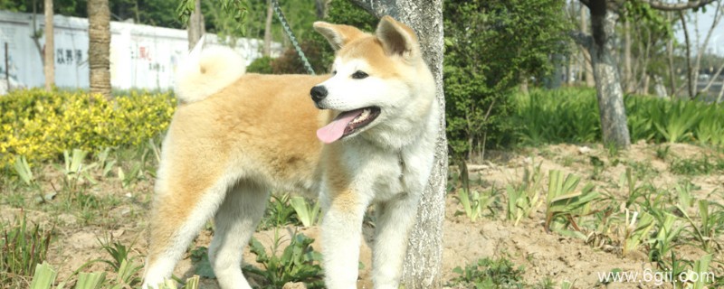 怎样让秋田犬认新主人